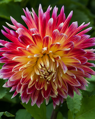 DAHLIA AKITA  10 kusov